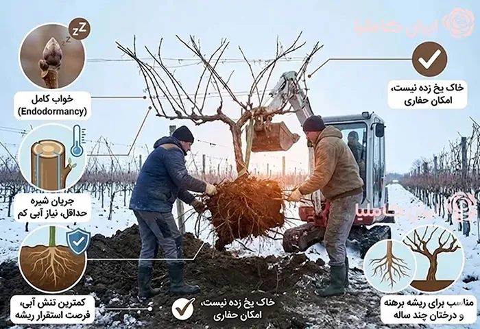 جابجایی درخت در زمستان